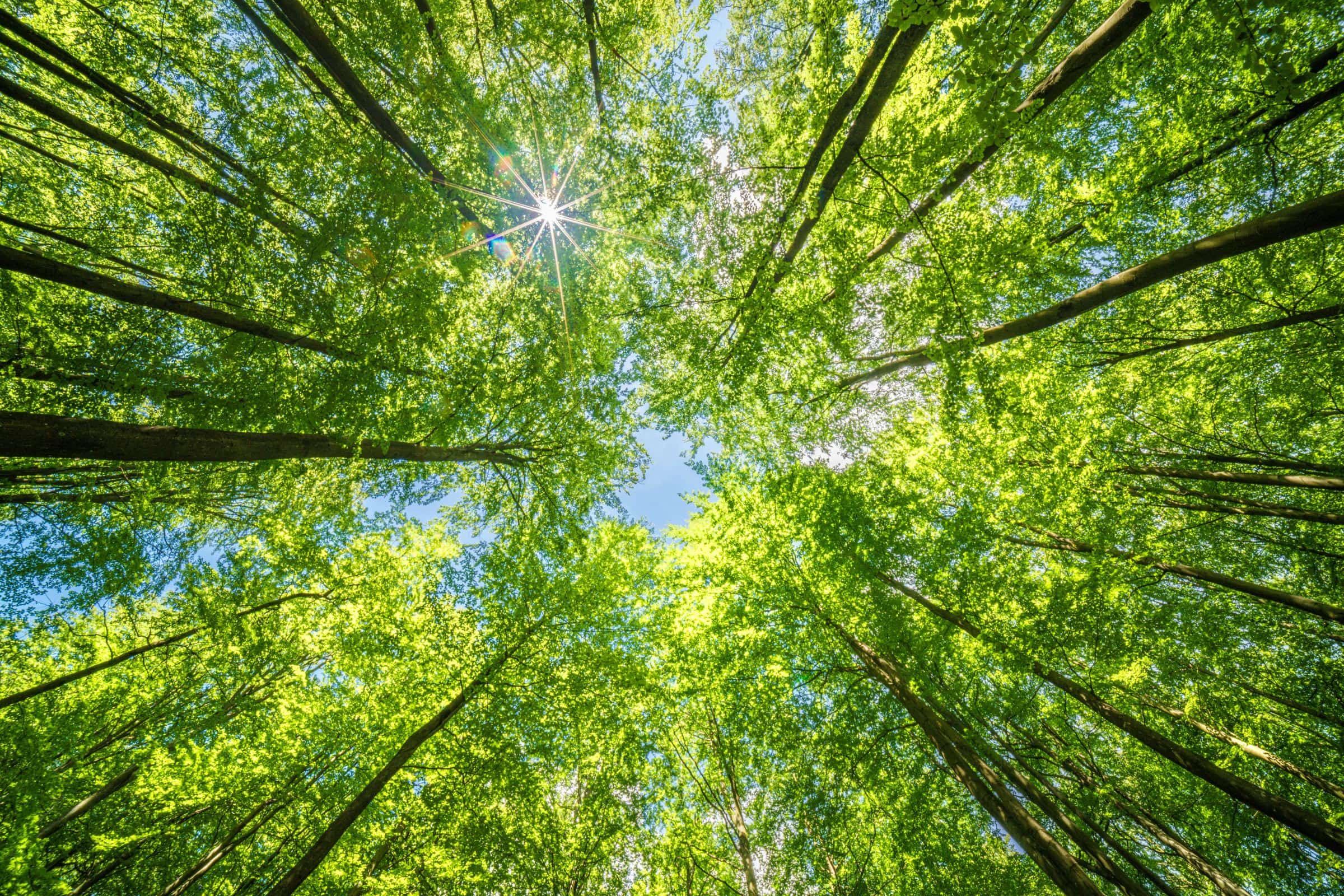 Sunlight breaking in a star through a bright green forest canopy, seen from the forest floor looking up.